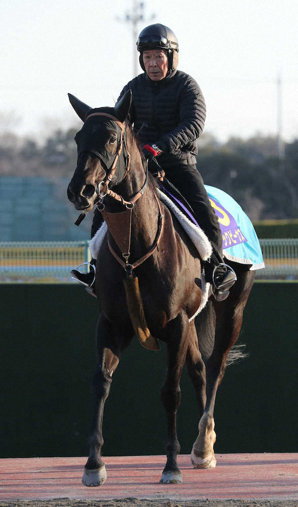 オーシャンS 4年連続2着のナックビーナスが引退、繁殖牝馬に keiba 1585722027 1601 - オーシャンS 4年連続2着のナックビーナスが引退、繁殖牝馬に