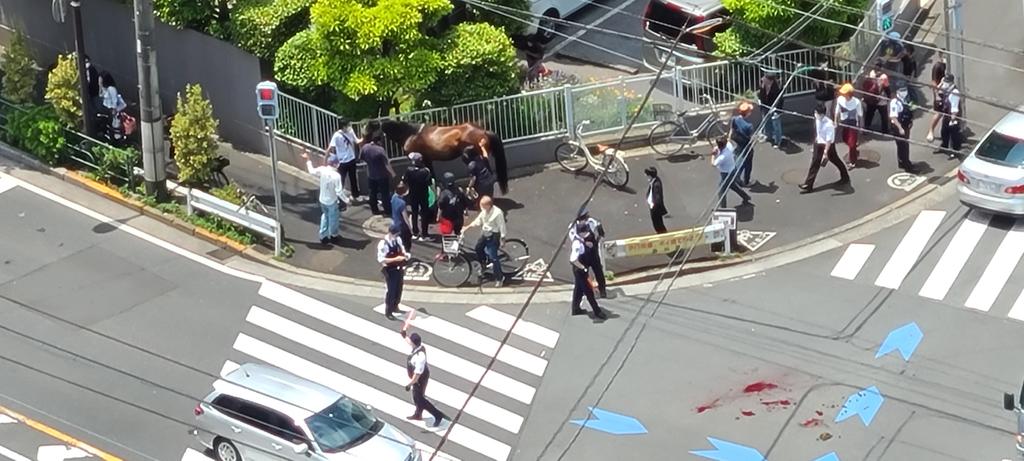 品川で馬と車が衝突!? 競馬場の馬小屋から逃走か newsplus 1590379978 2101 - 品川で馬と車が衝突!? 競馬場の馬小屋から逃走か
