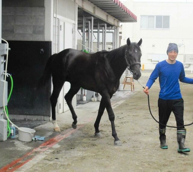 【競馬】シュバルツガイスト 準備整った 国枝厩舎から素質馬がデビュー