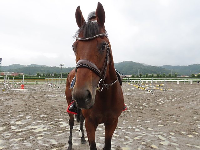 【競馬】ヨシオ、福島競馬場で誘導馬に