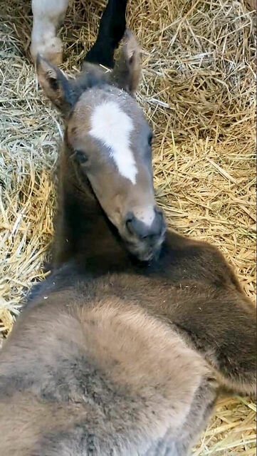 【競馬】３冠馬コントレイルの初年度産駒誕生　母スウィーティーガールの牝馬