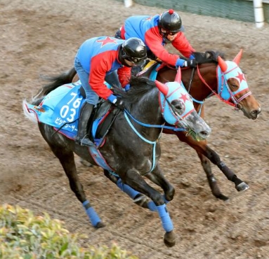 【競馬】ビッグシーザーはシルクロードSを回避 59.5キロが重すぎるため