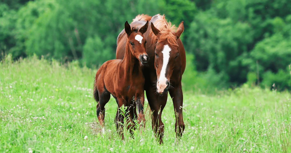 【競馬】アーモンドアイの初仔の馬名「アロンズロッド」に決定　父エピファネイアの牡2歳